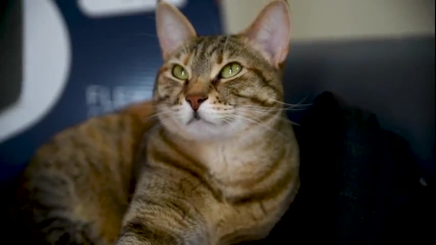 Kitten · 7 real-life clips (1:54)
