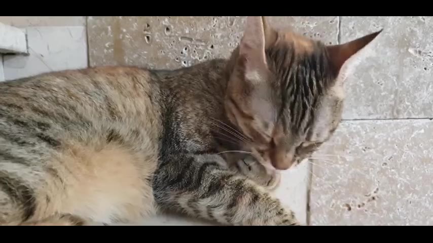 Kitten · 9 real-life clips (2:13)
