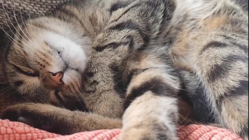 Kitten · 16 real-life clips (3:27)