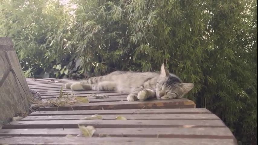 Kitten · 13 real-life clips (3:20)