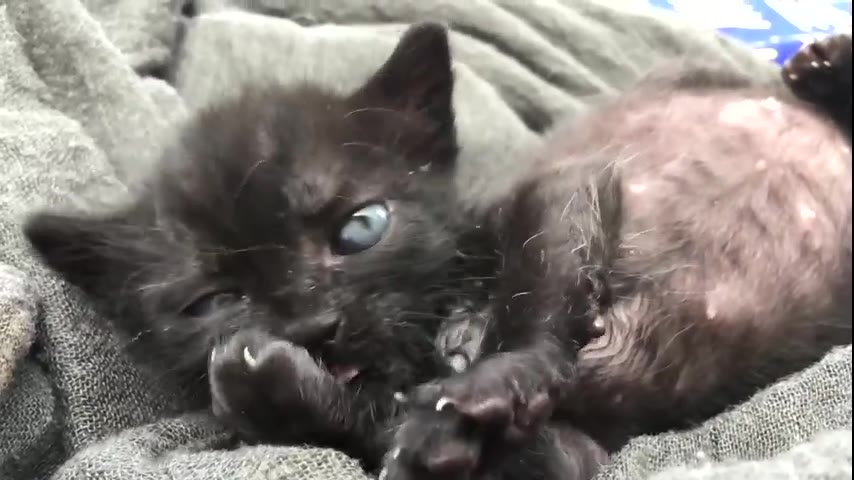 "Kitten" real shot collection · 10 daily scenes (2:31) · 2nd series