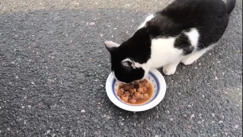Kitten · 10 real-life clips (2:46)