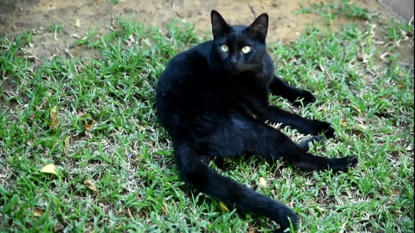 Kitten · 10 real-life clips (2:24)