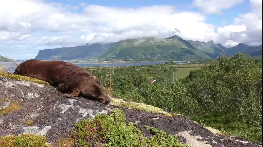 Dog · 10 real-life clips (3:38)