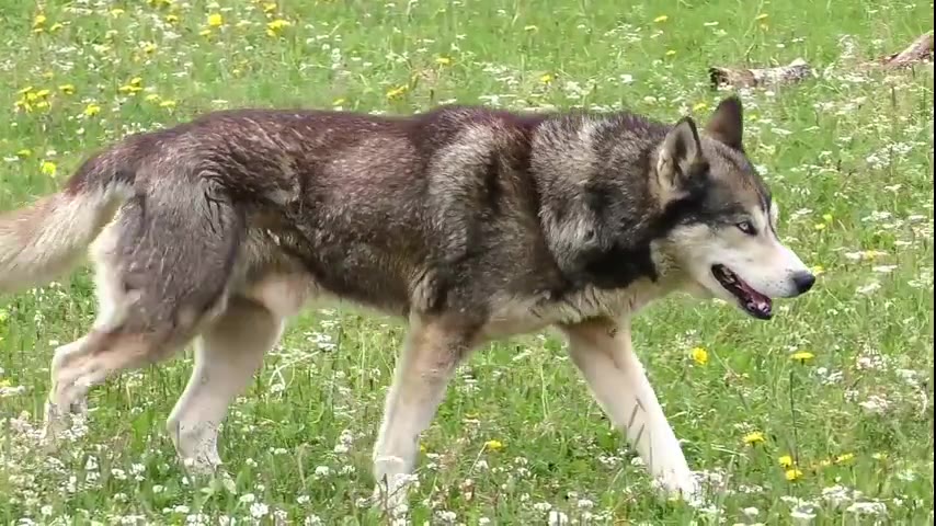 Dog · 9 real-life clips (2:00)