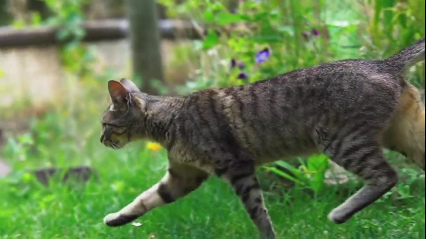 Cat · 4 real-life clips (1:33)
