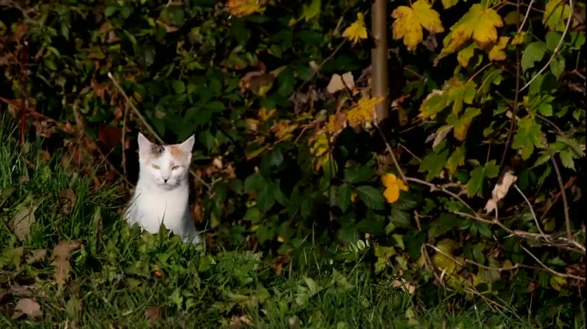 "Cat" real-life collection · 11 daily scenes (2:42)
