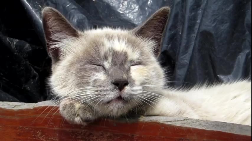 Kitten · 13 real-life clips (2:28)