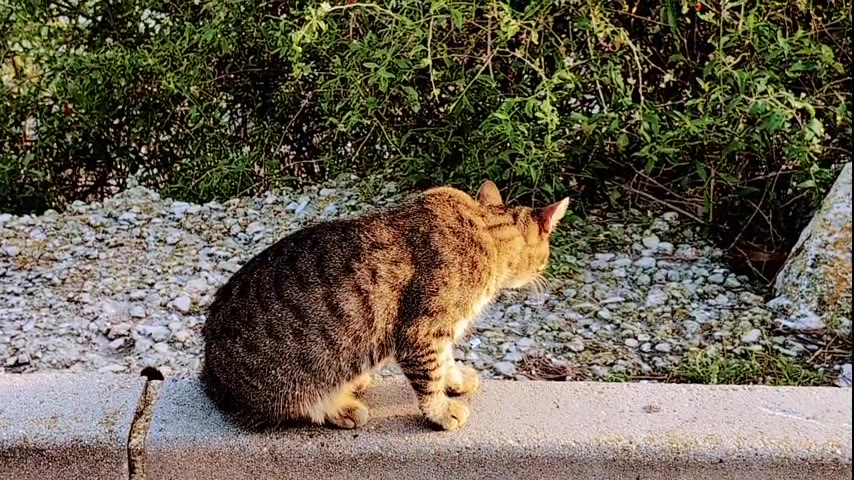 Kitten · 11 real-life clips (2:57)
