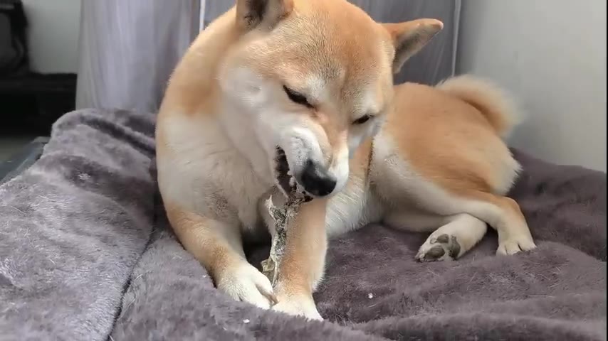 Dog · 5 real-life clips (1:41)
