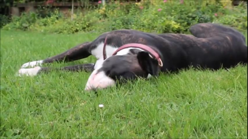 Dog · 7 real-life clips (2:26)