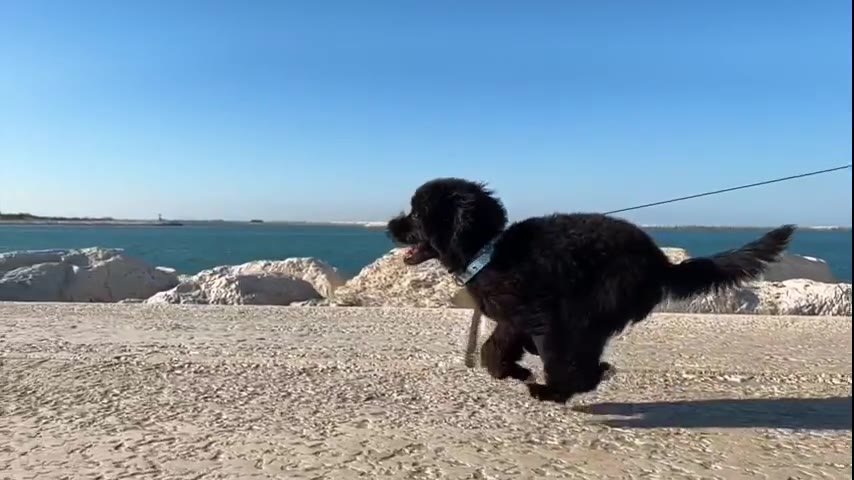 Puppy · 14 real-life clips (3:14)