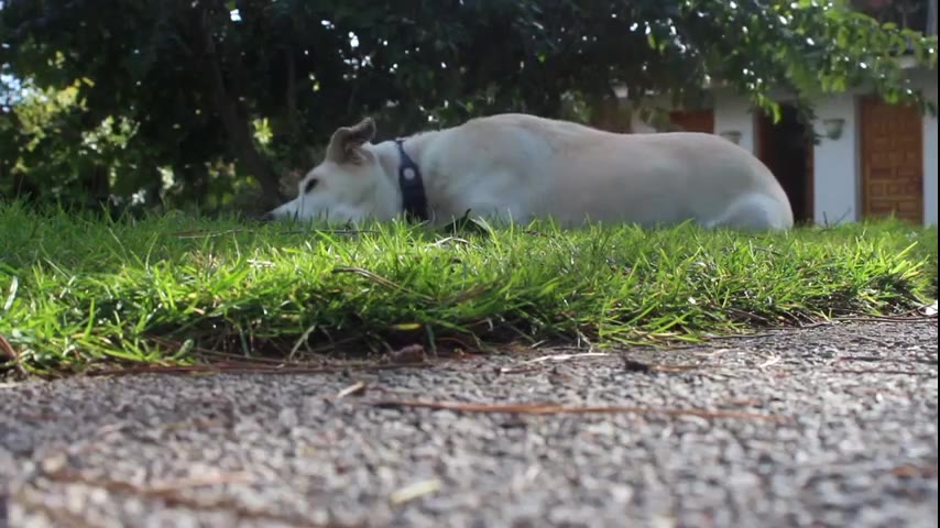 Puppy · 8 real-life clips (1:53)