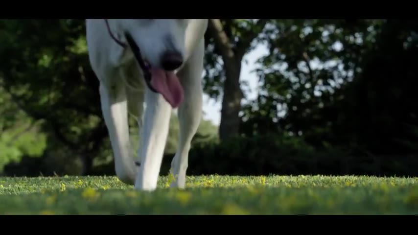 Puppy · 14 real-life clips (2:56)