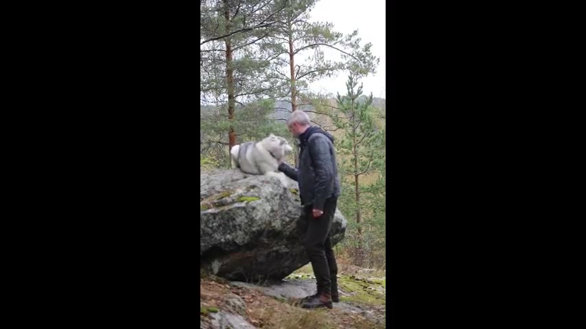 Husky · 7 real-life clips (1:22)
