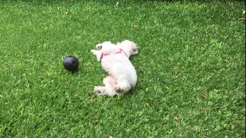 Poodle · 10 real-life clips (2:22)