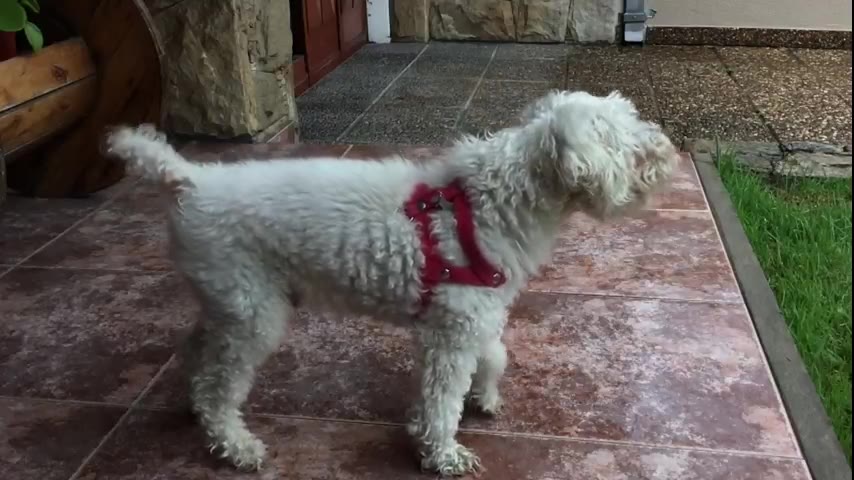 Poodle · 3 real-life clips (1:01)