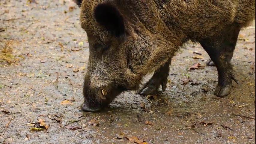 Guinea Pig · 12 real-life clips (2:40)
